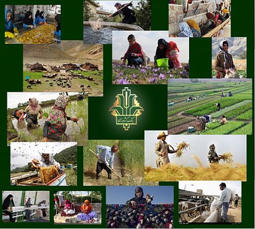ایجاد بیش از 1500 شغل جدید با حمایت بانک کشاورزی استان بوشهر در طرح توسعه اشتغال پایدار روستایی و عشایری